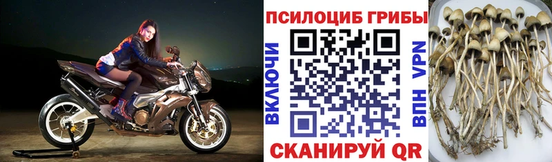 MEGA онион  Новоржев  Псилоцибиновые грибы Psilocybine cubensis 